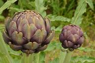 artichoke-vegetable-purple-red-1674421.jpg