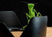 praying-mantis-fishing-locust-green-190180.jpg