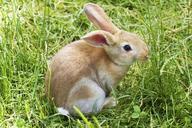 bunny-rabbit-easter-grass-cute-837443.jpg