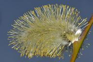 willow-spring-nature-macro-292495.jpg