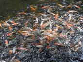 goldfish-pond-koi-swim-fish-978890.jpg