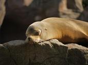 seal-meeresbewohner-mammal-zoo-1096982.jpg