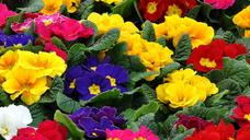 primrose-spring-flowers-motley-1228935.jpg