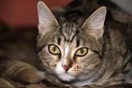 animals-cat-closeup-kitten-striped-565434.jpg