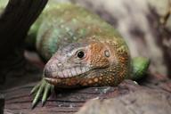 reptile-zoo-animal-art-wild-989144.jpg