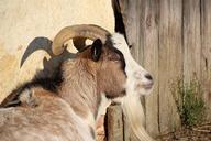 billy-goat-goat-horns-domestic-goat-572848.jpg