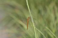 dragonfly-insect-nature-animal-606348.jpg