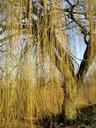 weeping-willow-pasture-tree-tribe-263099.jpg