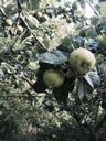 apples-summer-green-fruit-945887.jpg