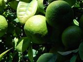 lime-lemon-fruit-green-leaves-1154613.jpg