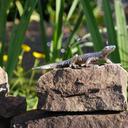 gecko-silver-decoration-1490998.jpg