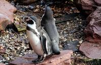 penguins-animal-water-bird-zoo-585060.jpg