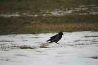 raven-bird-raven-bird-crow-643711.jpg