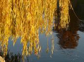 willow-leaves-leaves-silver-willow-10791.jpg