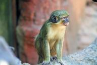 monkey-ape-mammal-primate-animal-410307.jpg