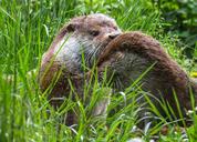 otter-animals-water-meadow-care-779457.jpg