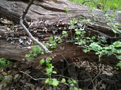 trunk-old-tree-landscape-nature-50744.jpg