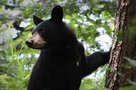 Bear black ursus americanus.jpg