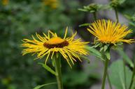 wildflowers-yellow-nature-409725.jpg