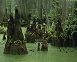 Swamp water landscape.jpg