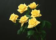 Yellow-roses-bunch-isolated-on-black-background.jpg