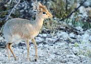 dik-methodology-namibia-etosha-1305786.jpg