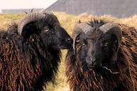 sheep-island-of-ouessant-france-640663.jpg