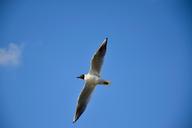 seagull-bird-flight-nature-wings-1429096.jpg