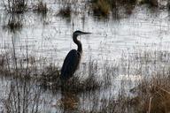 heron-marsh-bird-wildlife-nature-624413.jpg