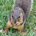 squirrel-common-squirrel-eating-nut-407844.jpg