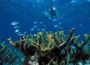 elkhorn-coral-reef-ocean-marine-589407.jpg