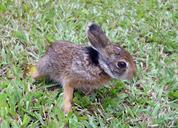 rabbit-bunny-easter-animal-cute-402323.jpg