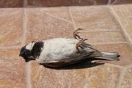 sparrow-dead-bird-accident-87862.jpg