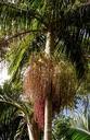 palm-leaf-fronds-seeds-fruits-594017.jpg