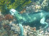 marine-iguana-galapagos-diving-883487.jpg