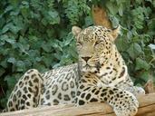 leopard-resting-big-cat-animal-596743.jpg