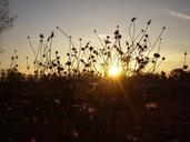 sunset-silhouette-flowers-sun-856057.jpg