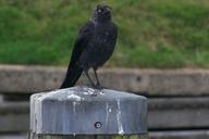 raven-black-carrion-crow-201388.jpg