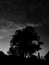 dark-trees-darkness-mystical-1280911.jpg