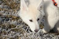 pet-dog-white-face-small-dog-908072.jpg