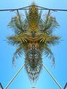 palm-pattern-abstract-contrast-467143.jpg