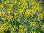 dill-umbrella-dill-seasoning-herbs-1398709.jpg