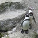 humboldt-penguins-penguins-animals-567372.jpg