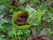 salad-garden-vegetables-green-981969.jpg