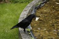 raven-carrion-crow-prey-captured-785371.jpg