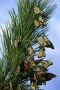 monarch-butterflies-butterfly-86594.jpg