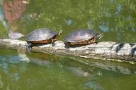 turtles-sun-pond-animal-reptile-353033.jpg