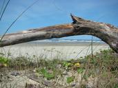 trunk-beach-mar-sand-nature-1395682.jpg