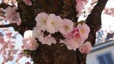 cherry-blossoms-pink-spring-716154.jpg