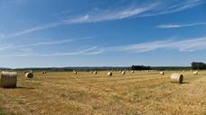 agriculture-straw-round-bales-605081.jpg